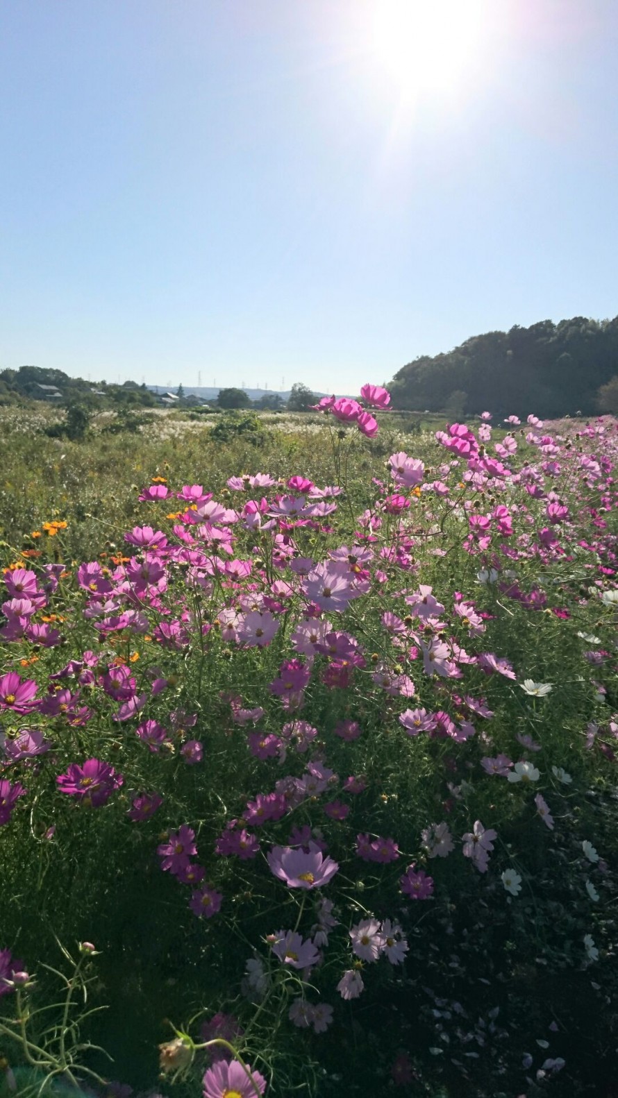 武田川　コスモス