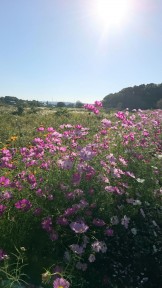 武田川　コスモス