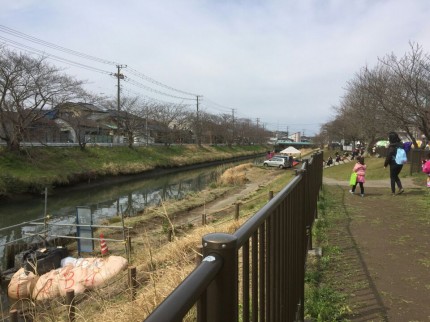 矢那川の桜並木 1491528604659