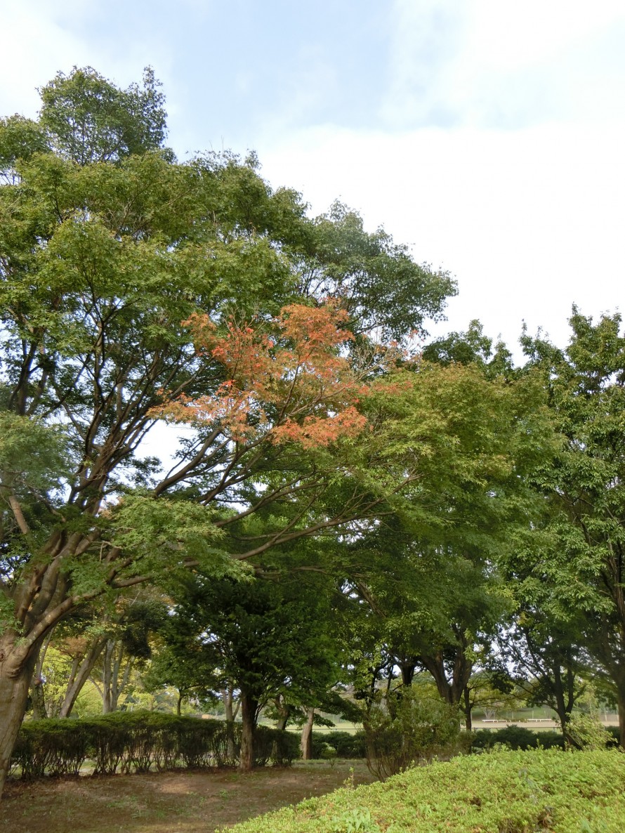 小櫃堰公園の木