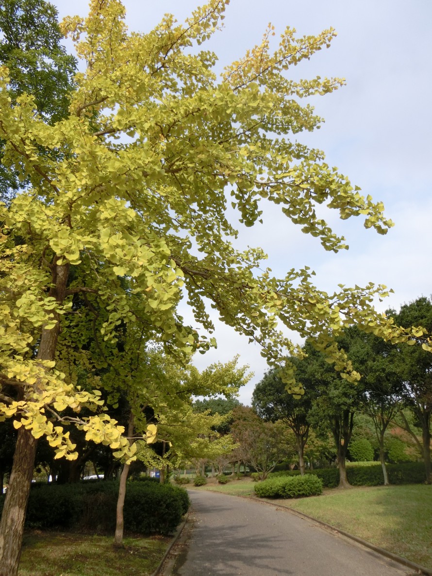 小櫃堰公園の銀杏