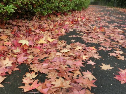 楓　紅葉