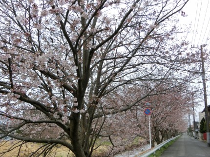 矢那川の桜 CIMG9157