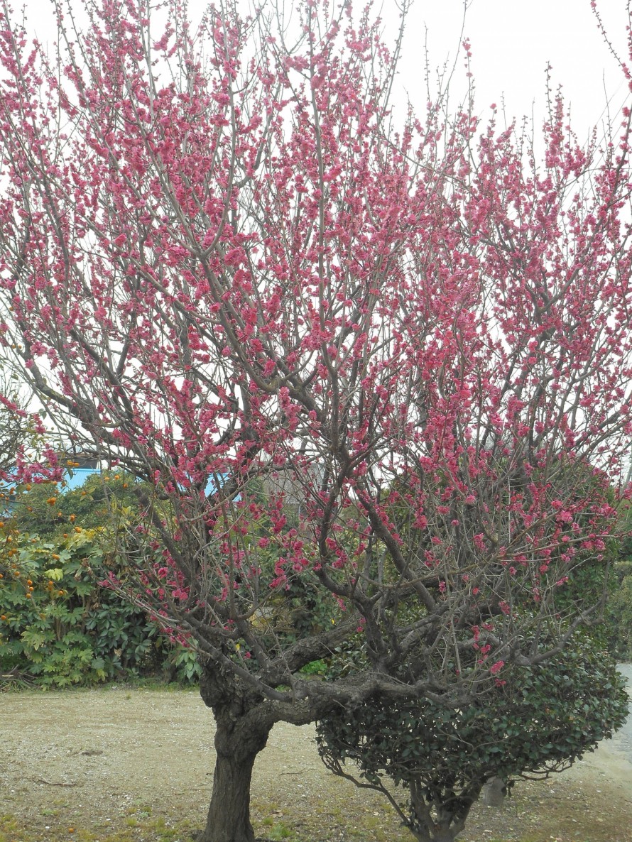 梅花 梅花