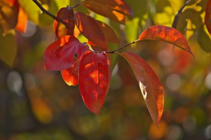 柿　紅葉